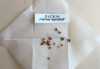 実生を始めよう Dyckia lapostollei の種子