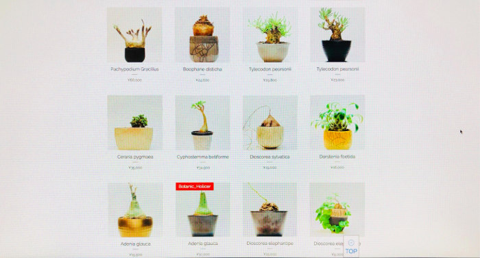 花宇の温室でパキポディウムなど盗難被害 福岡県の植物販売業者がネットで転売 ボタニーク