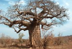 アフリカでバオバブが原因不明の大量枯死