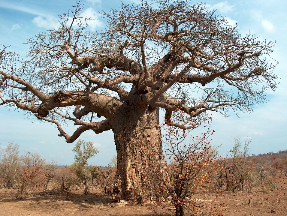 アフリカでバオバブが原因不明の大量枯死