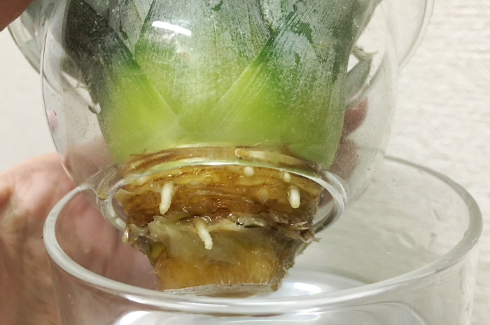 パイナップルの再生栽培 発根