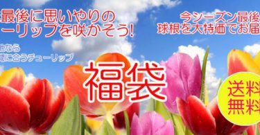 富山県花卉球根農業協同組合 福袋