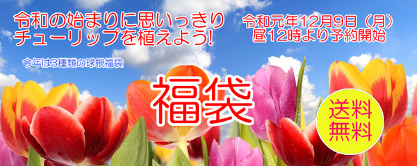 球根王国富山県産の球根福袋、2020年度は12月9日から予約開始 - ボタニーク