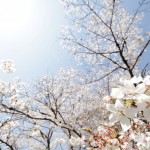 2017年の桜の開花予想