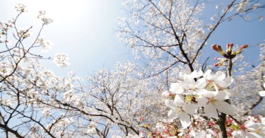 2017年の桜の開花予想