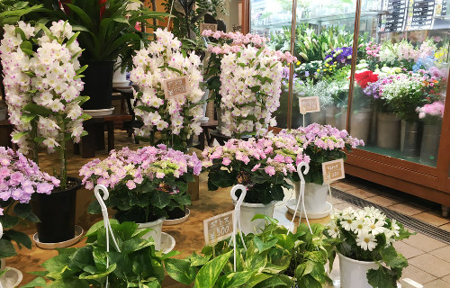 フラワーショップぬまの 東京都北区 赤羽 の花屋 園芸店 ボタニーク