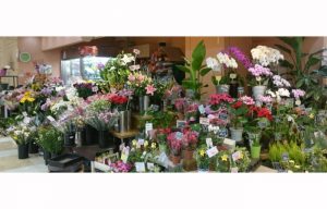伊丹の花屋 園芸店を探す ボタニーク